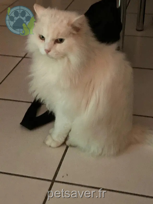 Chat Perdu 38 Isère Crêts-en-Belledonne - Moustique Chat Perdu 38 Isère Crêts-en-Belledonne - Moustique