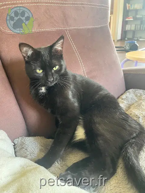 cat lost   38760 Varces-Allières-et-Risset Daiquiri