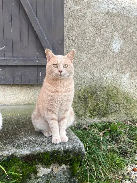 chat lost   38210 La Rivière Diabolo