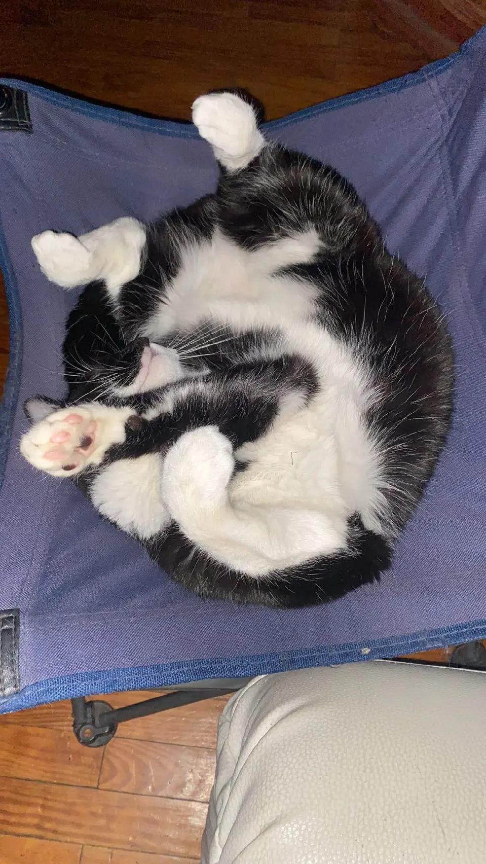 Chat Perdu 38 Isère - Diesel Chat Perdu 38 Isère - Diesel