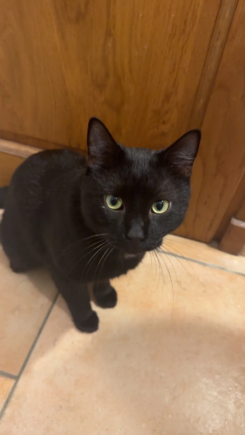 Chat Perdu 38 Isère - Dobby Chat Perdu 38 Isère - Dobby