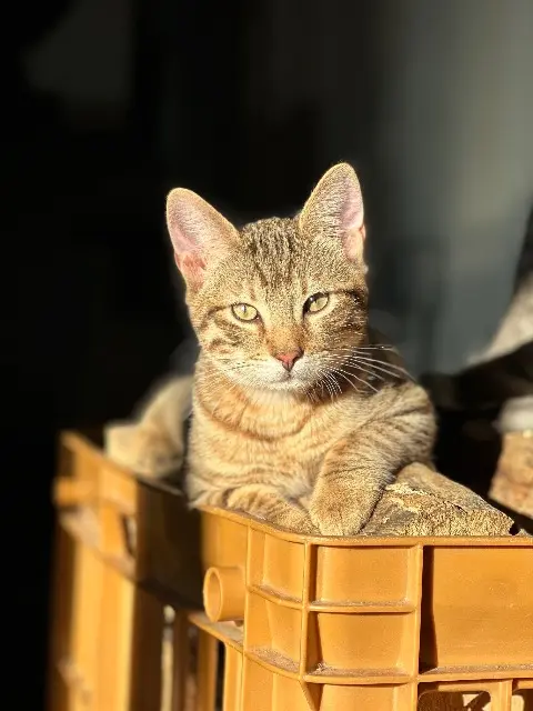 chat lost   38122 Saint-Julien-de-l'Herms Drago