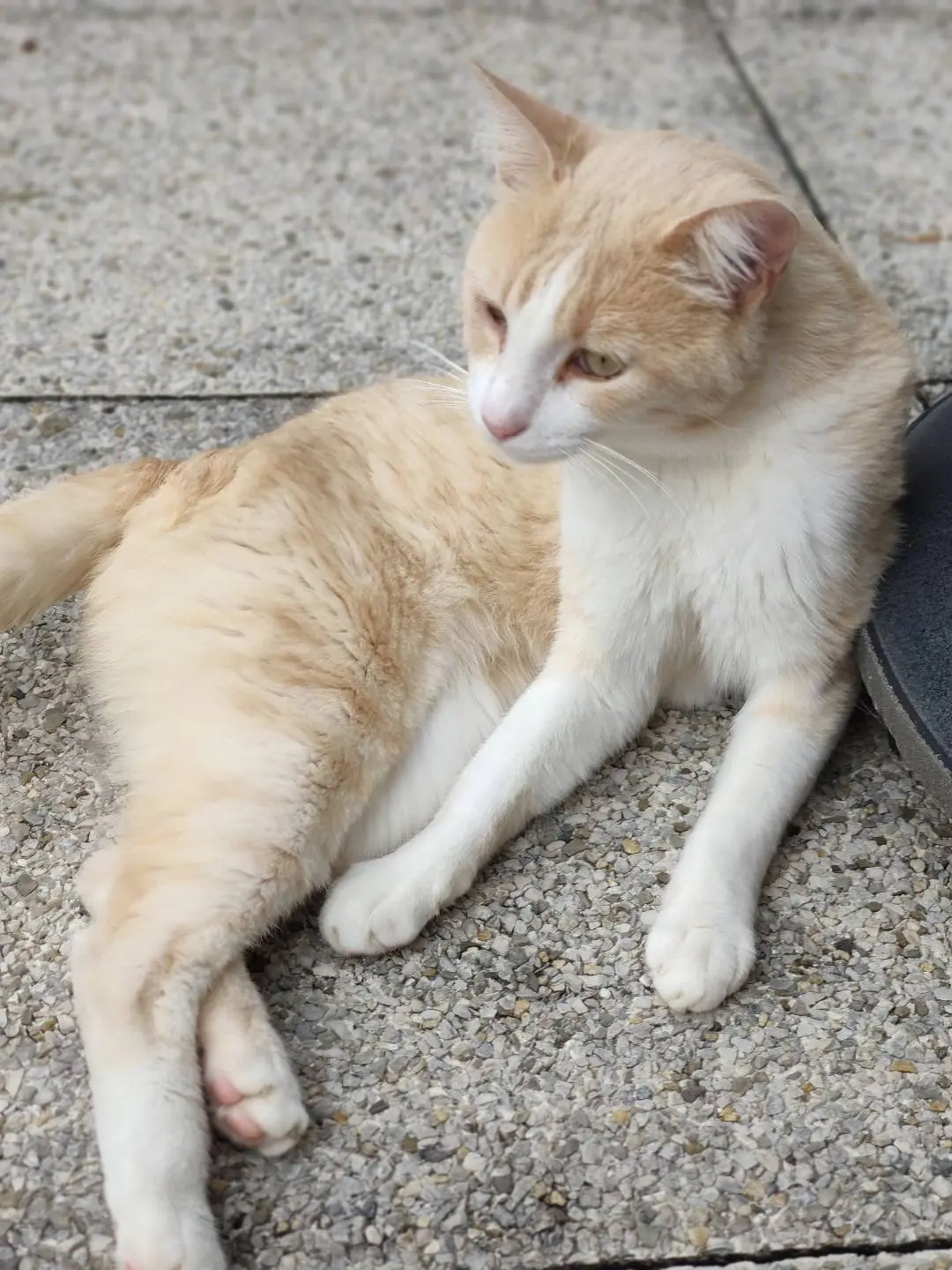 Chat Perdu 38 Isère - Drogo Chat Perdu 38 Isère - Drogo