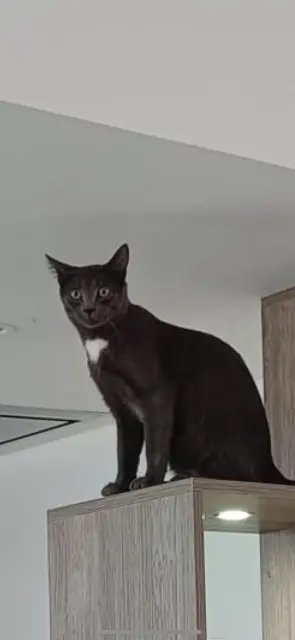 chat lost   38260 Sardieu Duman