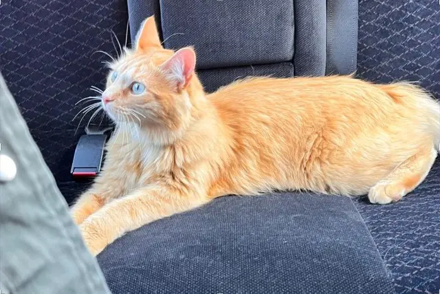 chat lost   38490 Granieu Erling
