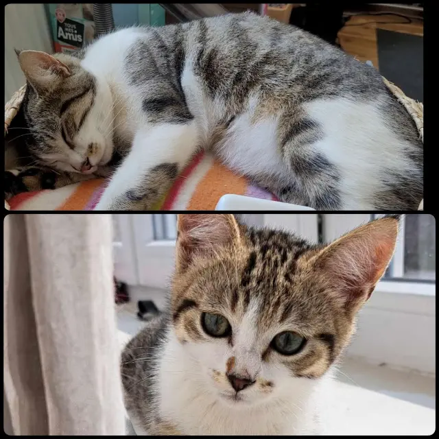 chat lost   38780 Eyzin-Pinet Nemo