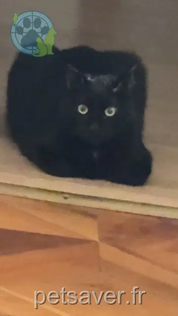chat lost 38300 Bourgoin-Jallieu Fayzer