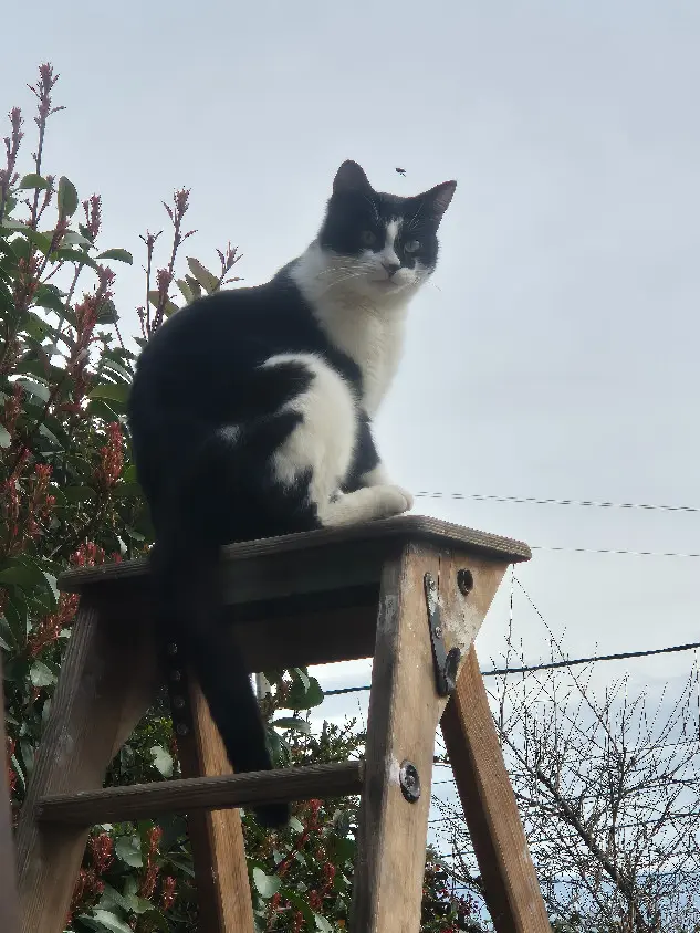 Chat Perdu 38 Isère - Felix Chat Perdu 38 Isère - Felix