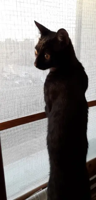 chat lost   38840 Saint-Hilaire-du-Rosier Filou