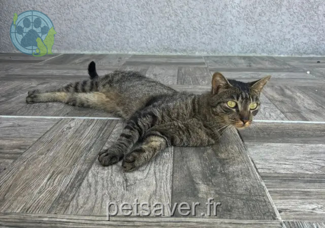 chat perdu 38690 Burcin Flash chat lost 38690 Burcin Flash