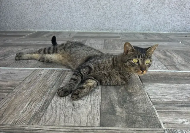 chat lost   38690 Burcin Flash