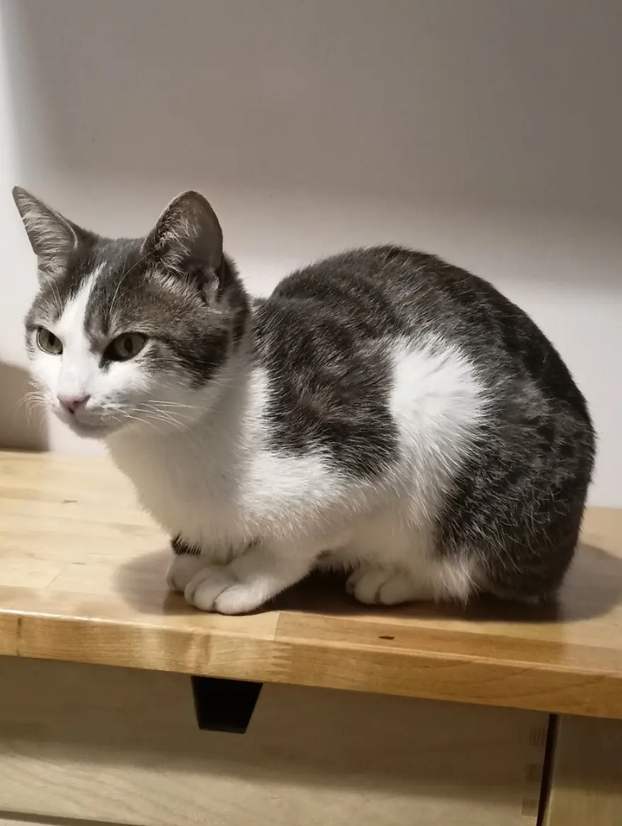 Chat Perdu 38 Isère - Gaara Chat Perdu 38 Isère - Gaara