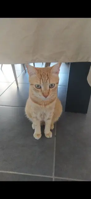 chat lost   38660 Saint-Vincent-de-Mercuze Geminis