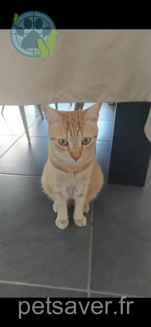chat perdu 38660 Saint-Vincent-de-Mercuze Geminis chat lost 38660 Saint-Vincent-de-Mercuze Geminis
