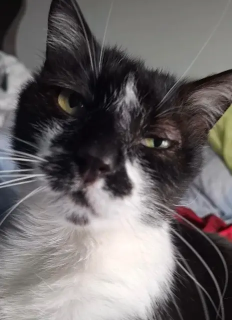 chat lost   38450 Saint-Georges-de-Commiers Genji