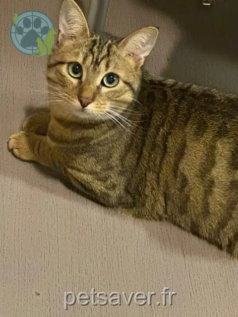gatto lost   38400 Saint-Martin-d'Hères Glu