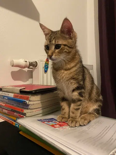 chat lost   38130 Échirolles Gon