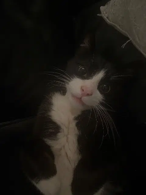 chat lost    Grenoble Asad