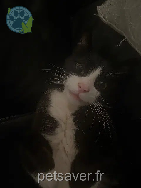 kater vermist Grenoble Asad kater lost Grenoble Asad