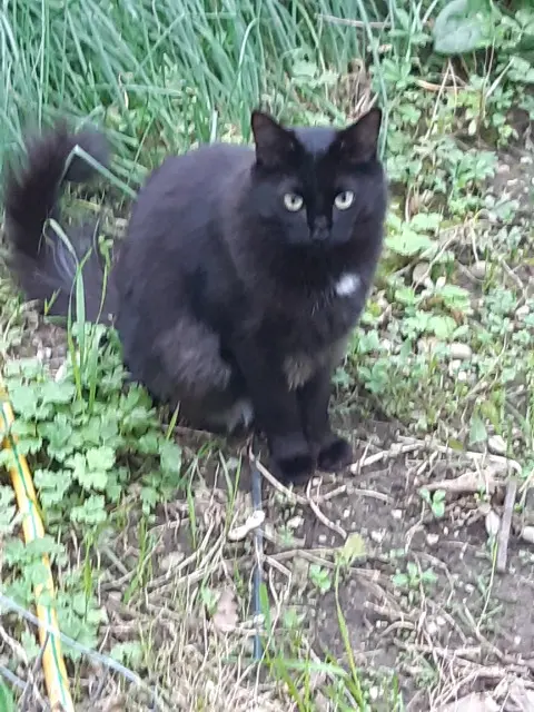 chat lost    Grenoble Black
