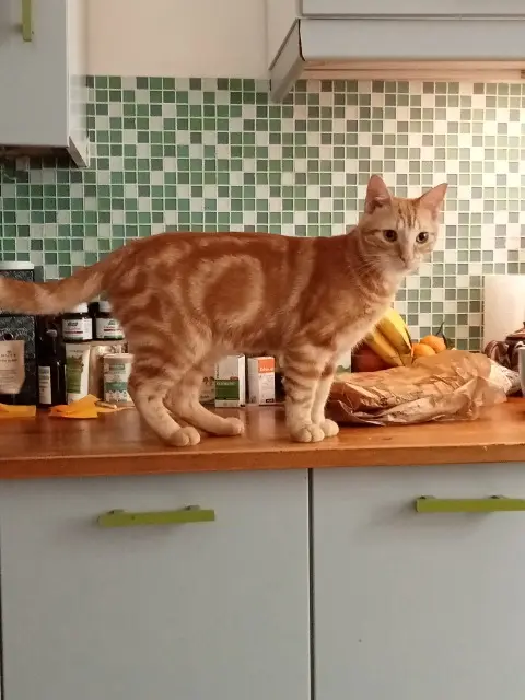 chat lost    Grenoble Cookie