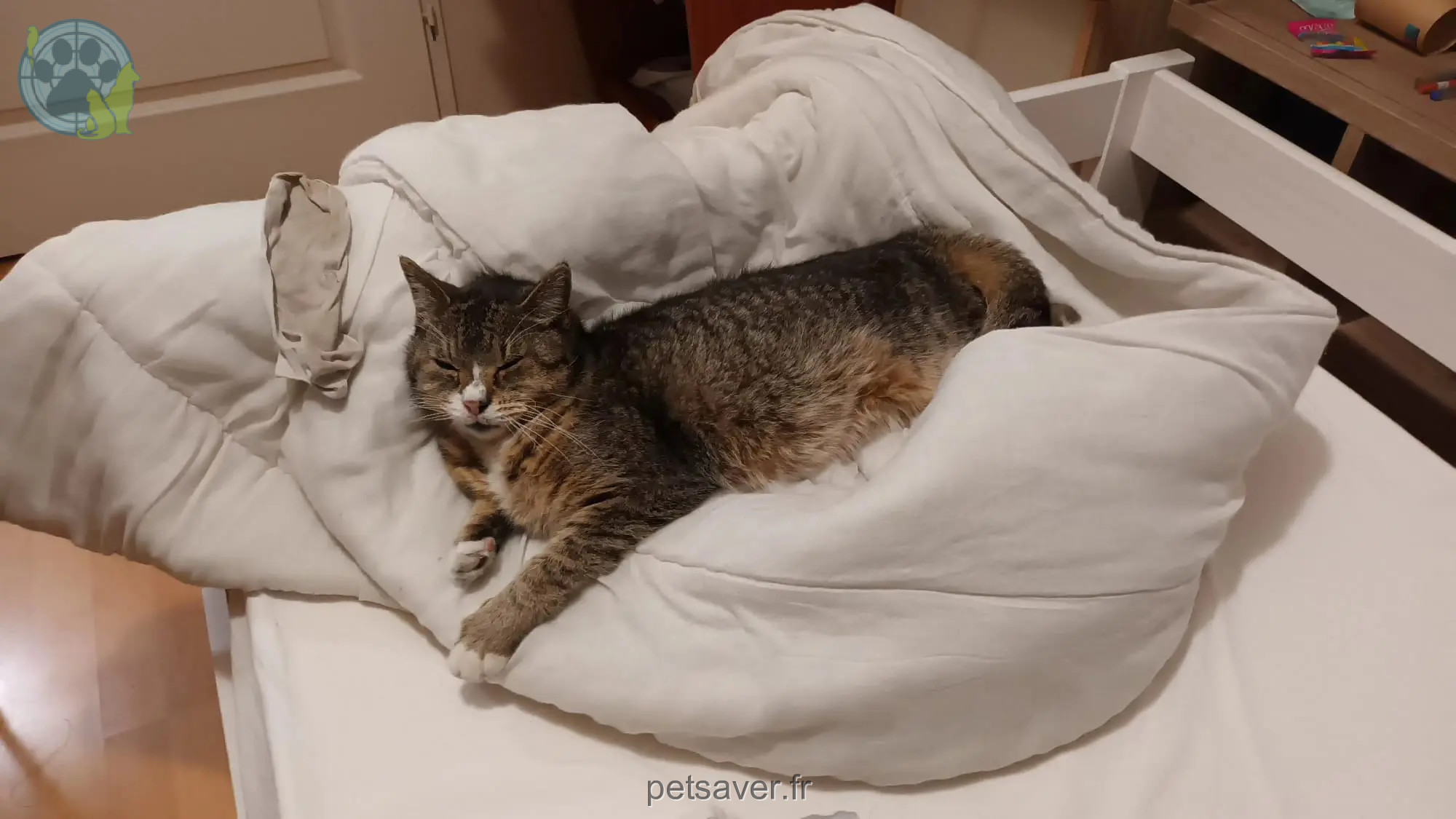Chat Perdu 38 Isère Grenoble Chat Perdu 38 Isère Grenoble