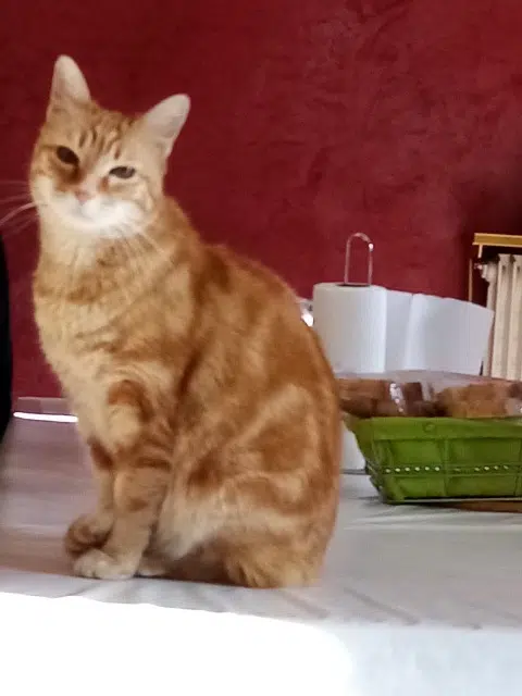 chat lost    Grenoble Junior