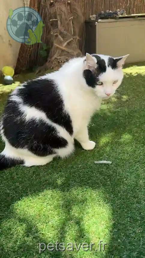 Chat Perdu 38 Isère Grenoble - Kikoo-ou-kiki Chat Perdu 38 Isère Grenoble - Kikoo-ou-kiki