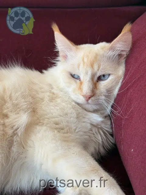 chat lost    Grenoble Minou