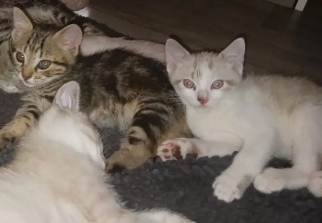 chat lost    Grenoble Minou