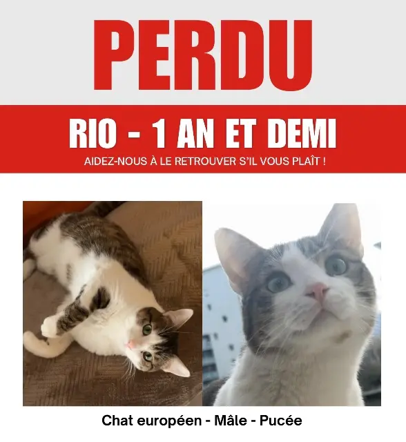 chat lost    Grenoble Nes