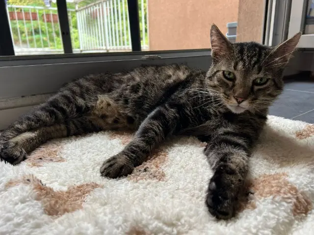 cat lost    Grenoble Noe