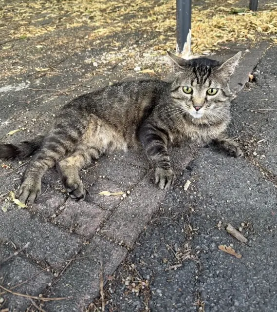 cat lost    Grenoble Noé