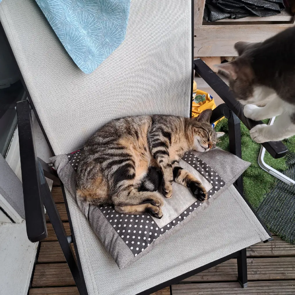 Chat Perdu 38 Isère Grenoble - Siou Chat Perdu 38 Isère Grenoble - Siou
