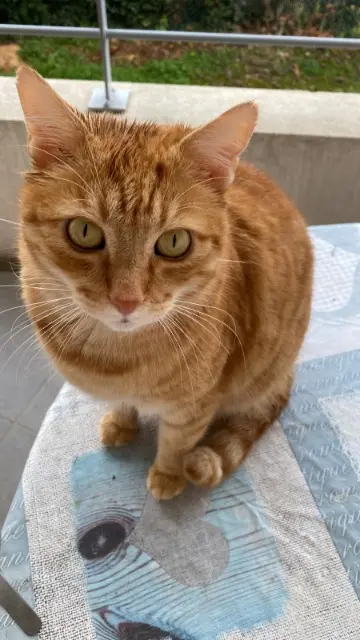 chat lost    Grenoble Stan
