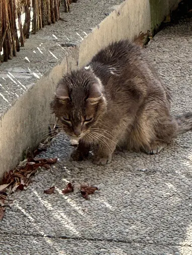 Chat Perdu 38 Isère Grenoble - Tiggy Chat Perdu 38 Isère Grenoble - Tiggy