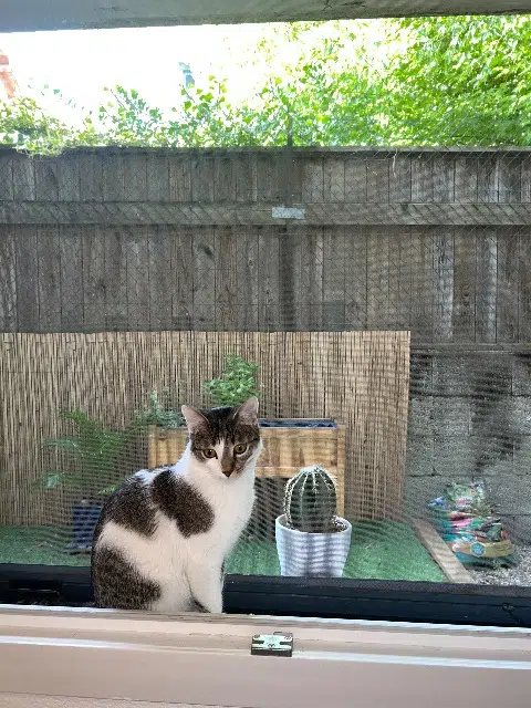 chat lost    Grenoble Twixy