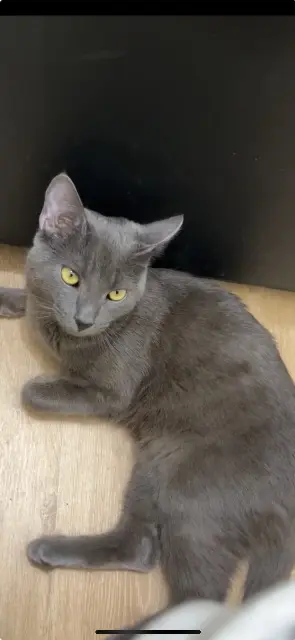 Kater vermisst Grenoble Yafa Kater lost Grenoble Yafa