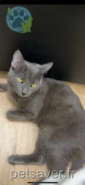 kater vermist Grenoble Yafa kater lost Grenoble Yafa