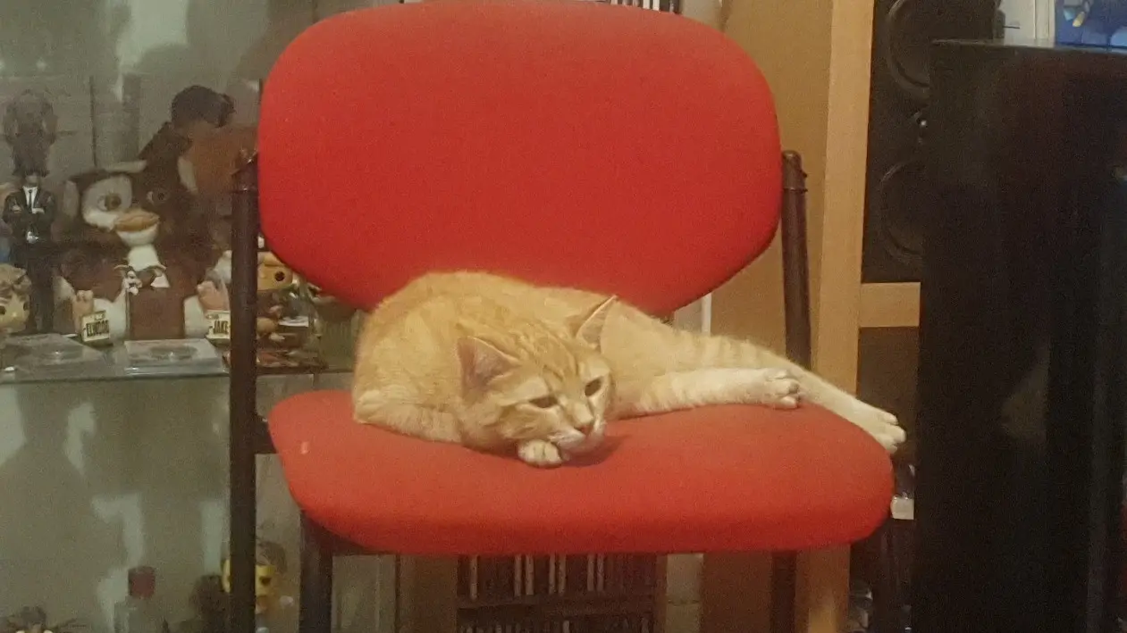 Chat Perdu 38 Isère Grenoble - Yubel Chat Perdu 38 Isère Grenoble - Yubel