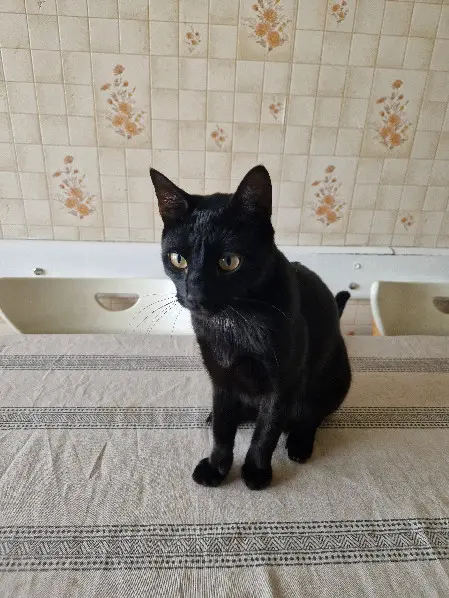 Chat Perdu 38 Isère Grenoble Chat Perdu 38 Isère Grenoble
