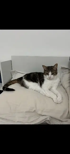 chat lost   38680 Pont-en-Royans Gribouille