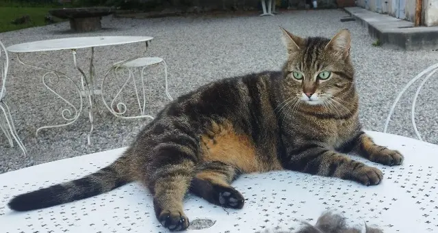 chat lost   38640 Claix Grince