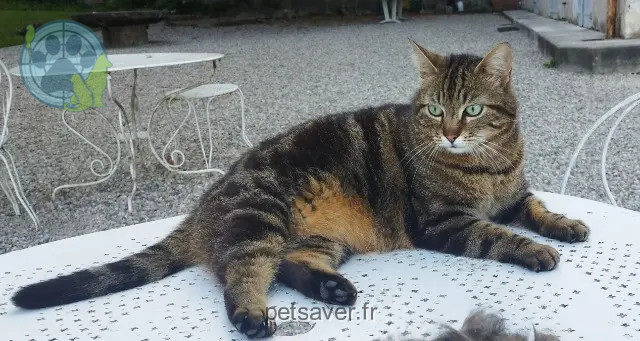 chat perdu 38640 Claix Grince chat lost 38640 Claix Grince