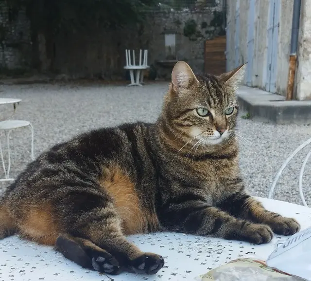 chat lost   38640 Claix Grince