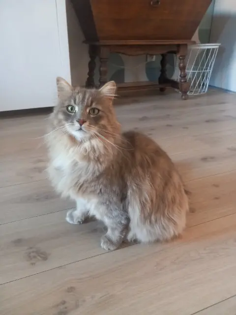 chat lost   38500 Coublevie Grizou