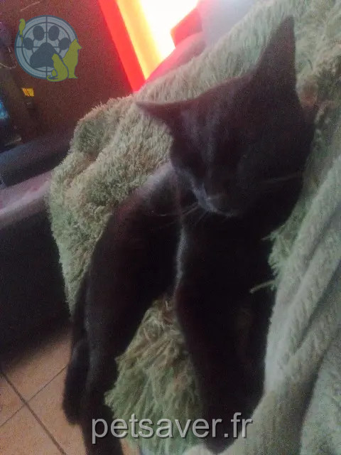 gato perdido 38270 Moissieu-sur-Dolon grougaloragrane gato lost 38270 Moissieu-sur-Dolon grougaloragrane