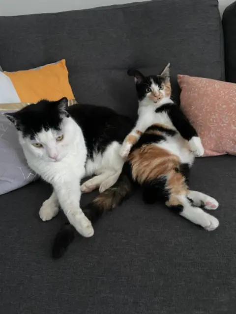 chat lost   38620 Saint-Geoire-en-Valdaine Guizmo