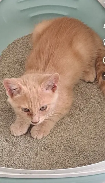 chat lost   38110 Saint-Clair-de-la-Tour Helios