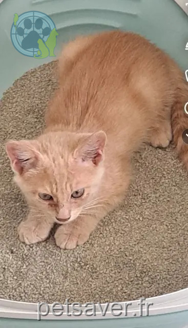 cat lost 38110 Saint-Clair-de-la-Tour Helios cat lost 38110 Saint-Clair-de-la-Tour Helios